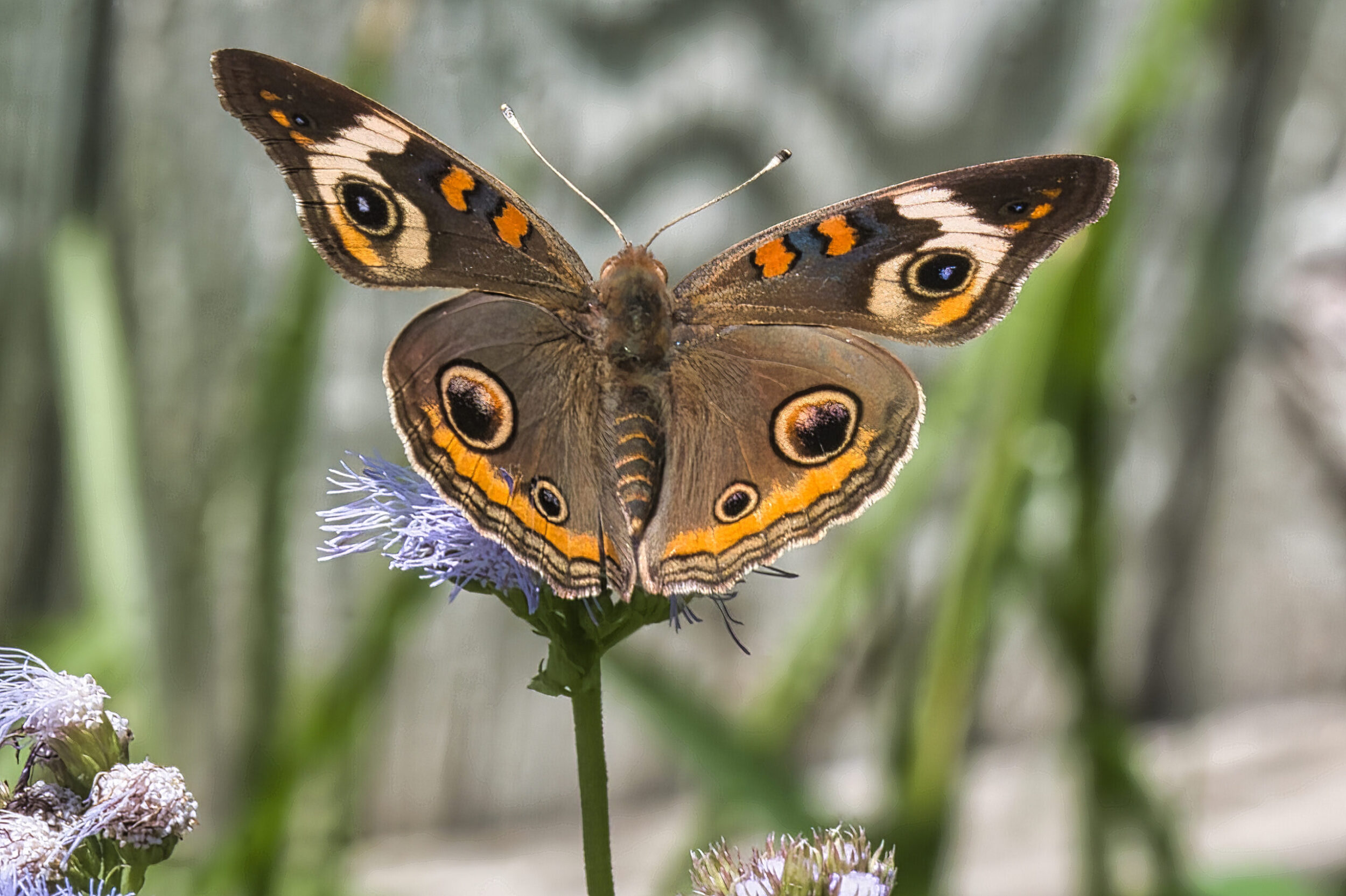 Buckeye Butterflies (all time)