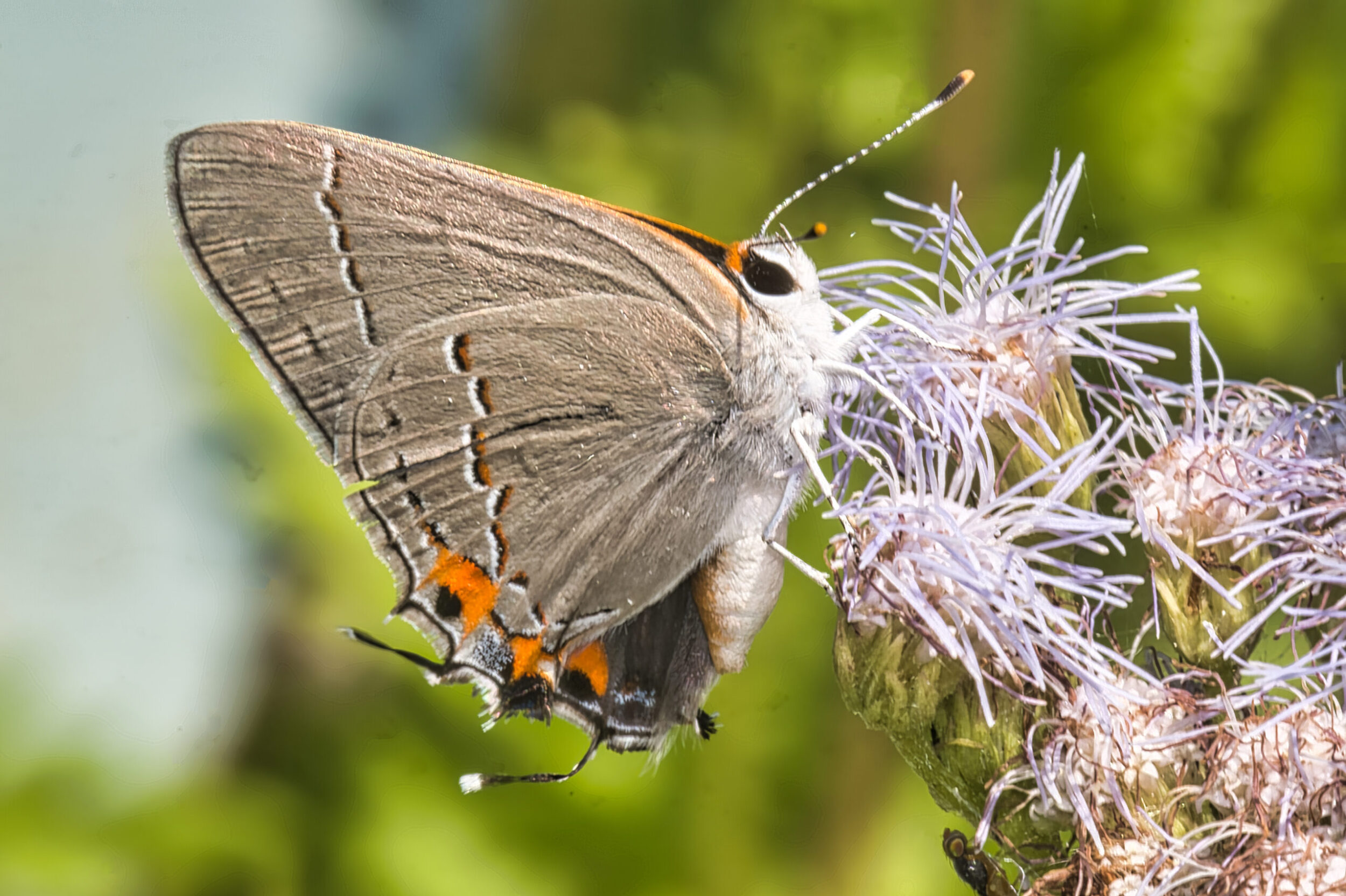 Hairstreak Butterflies (all time)