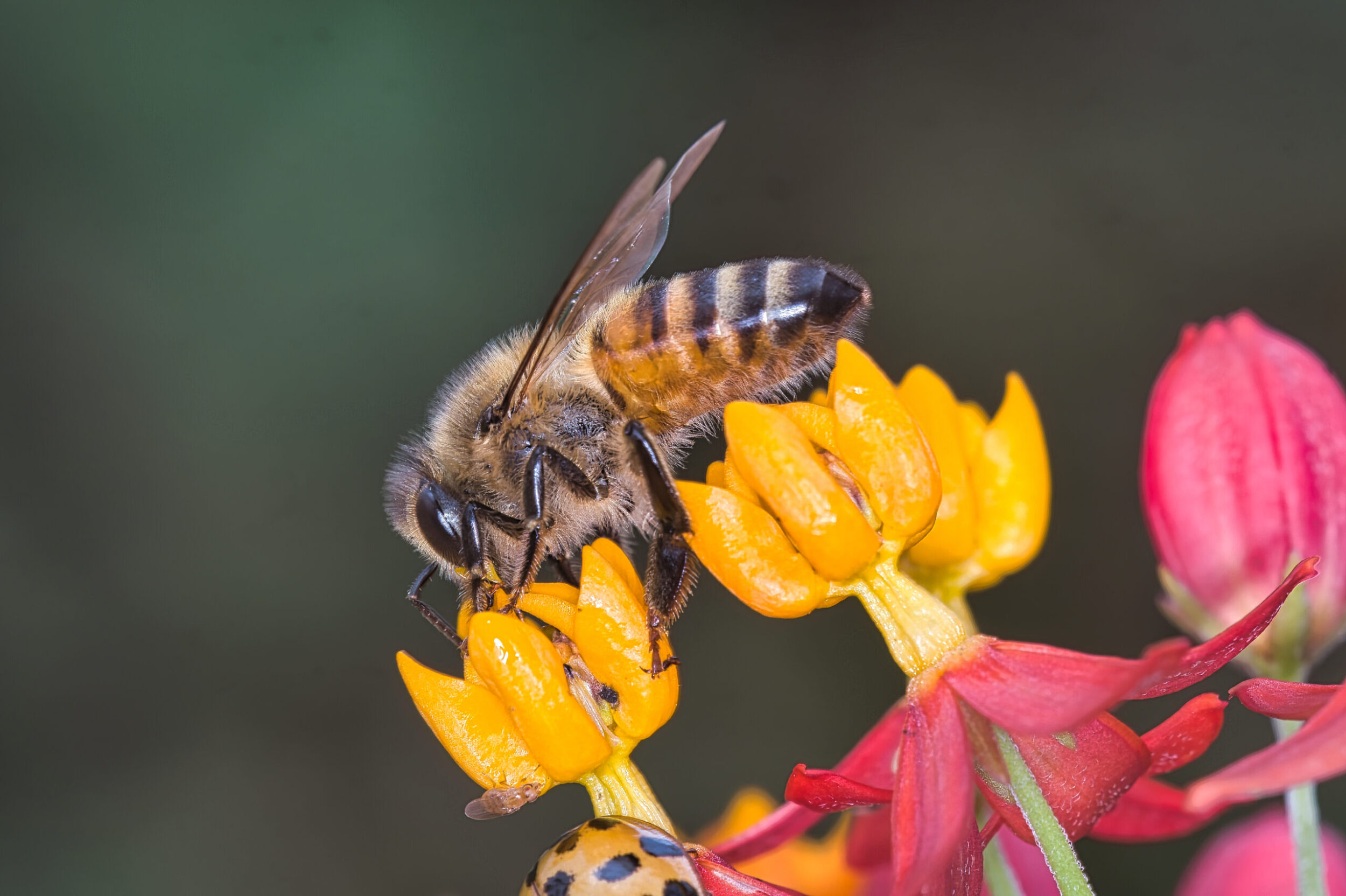 Honey Bees (all time)