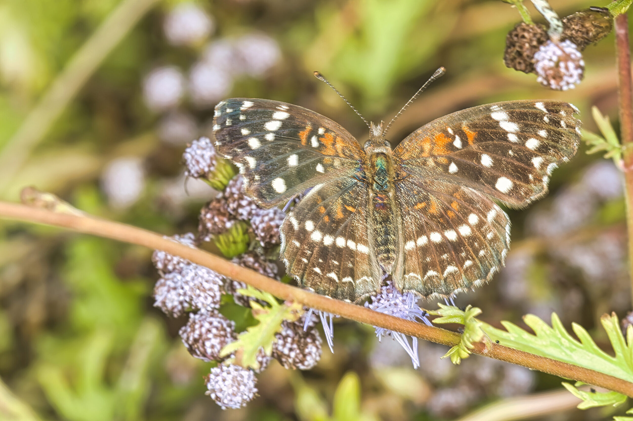 Crescent Butterflies (all time)