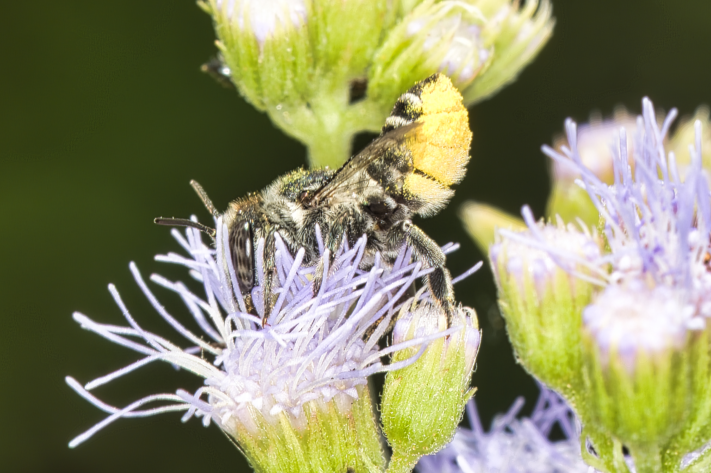 Leafcutter Bees (all time)