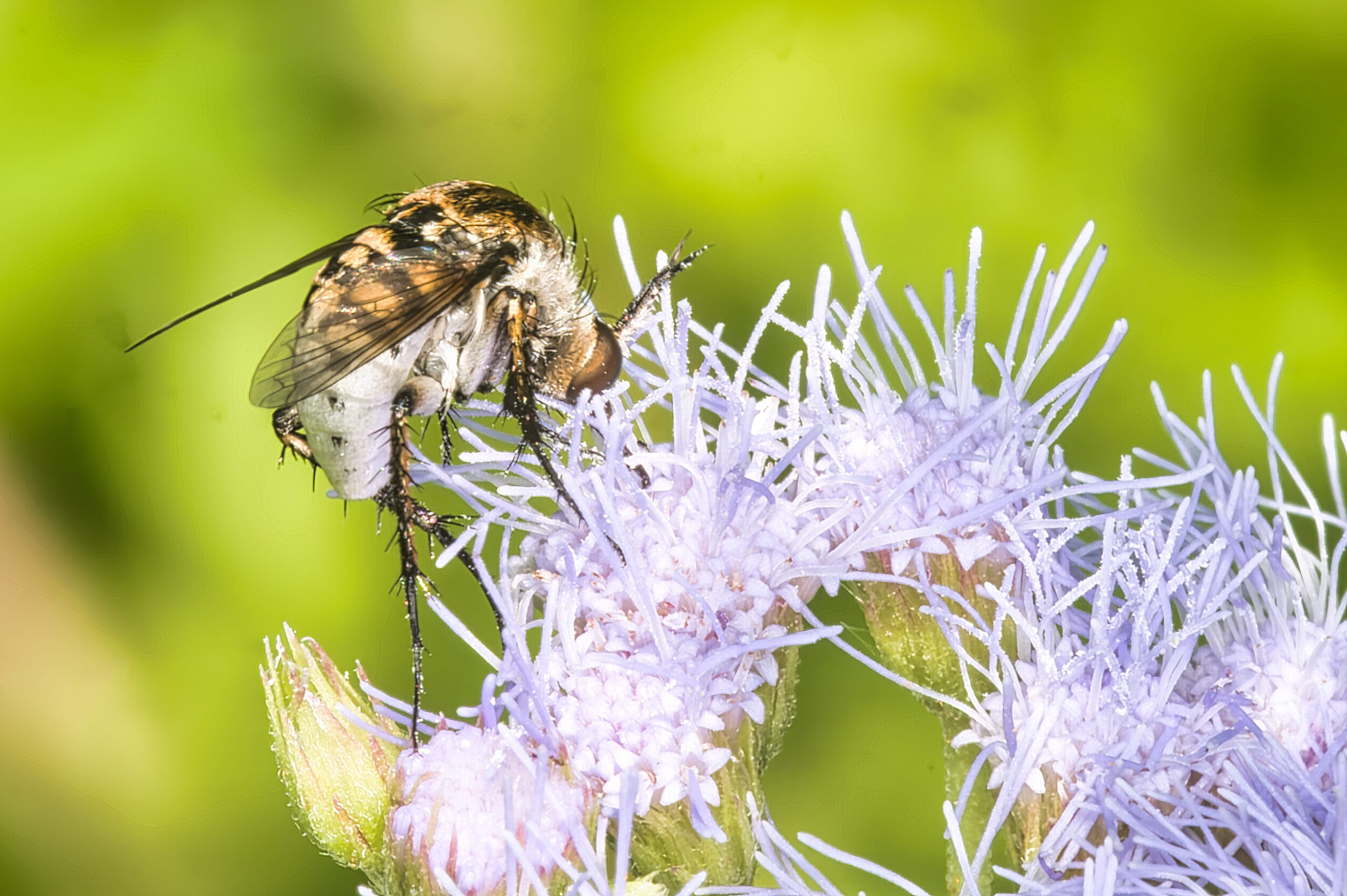Bee Flies (all time)