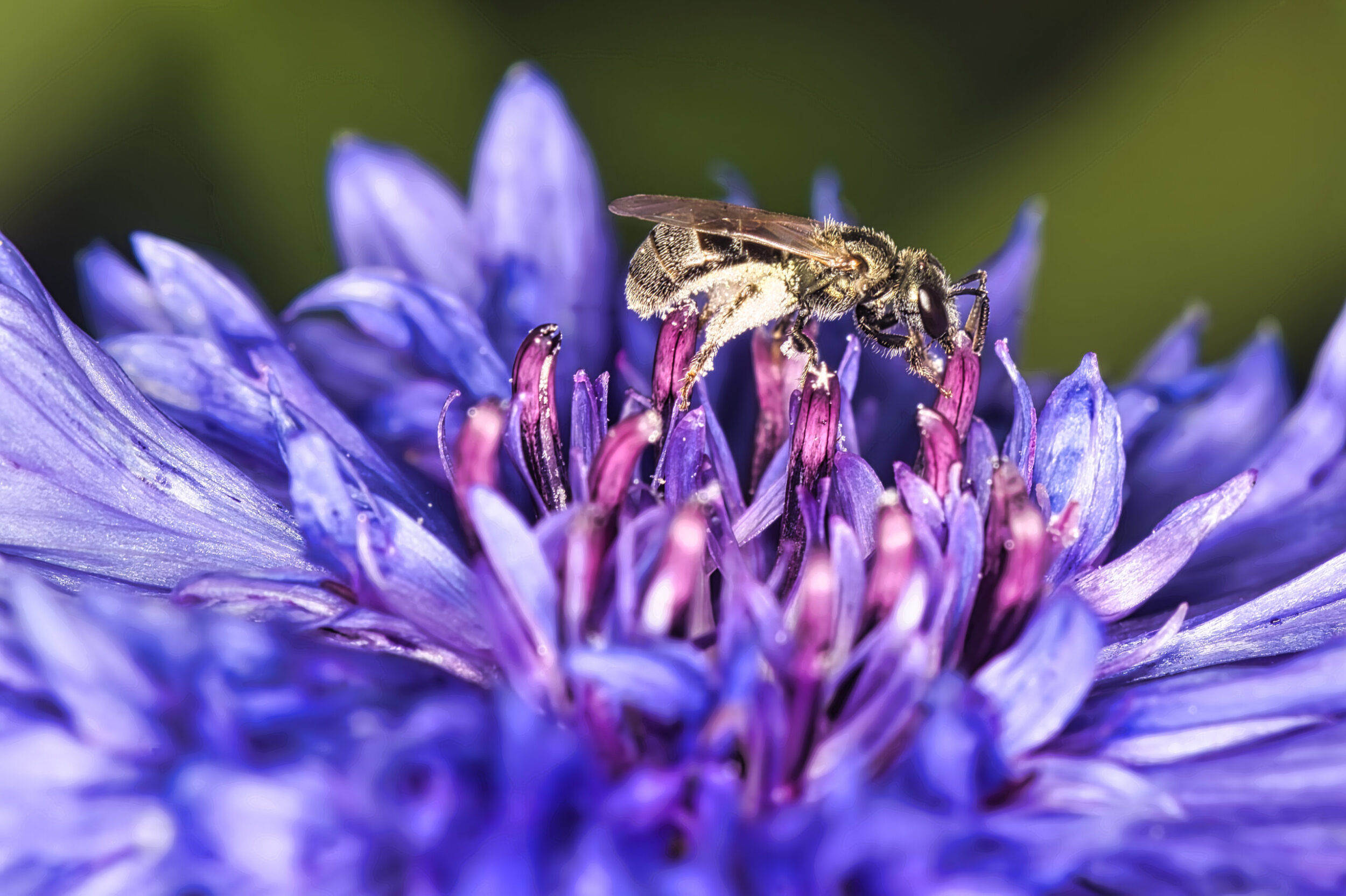 Corn Flower (all time)