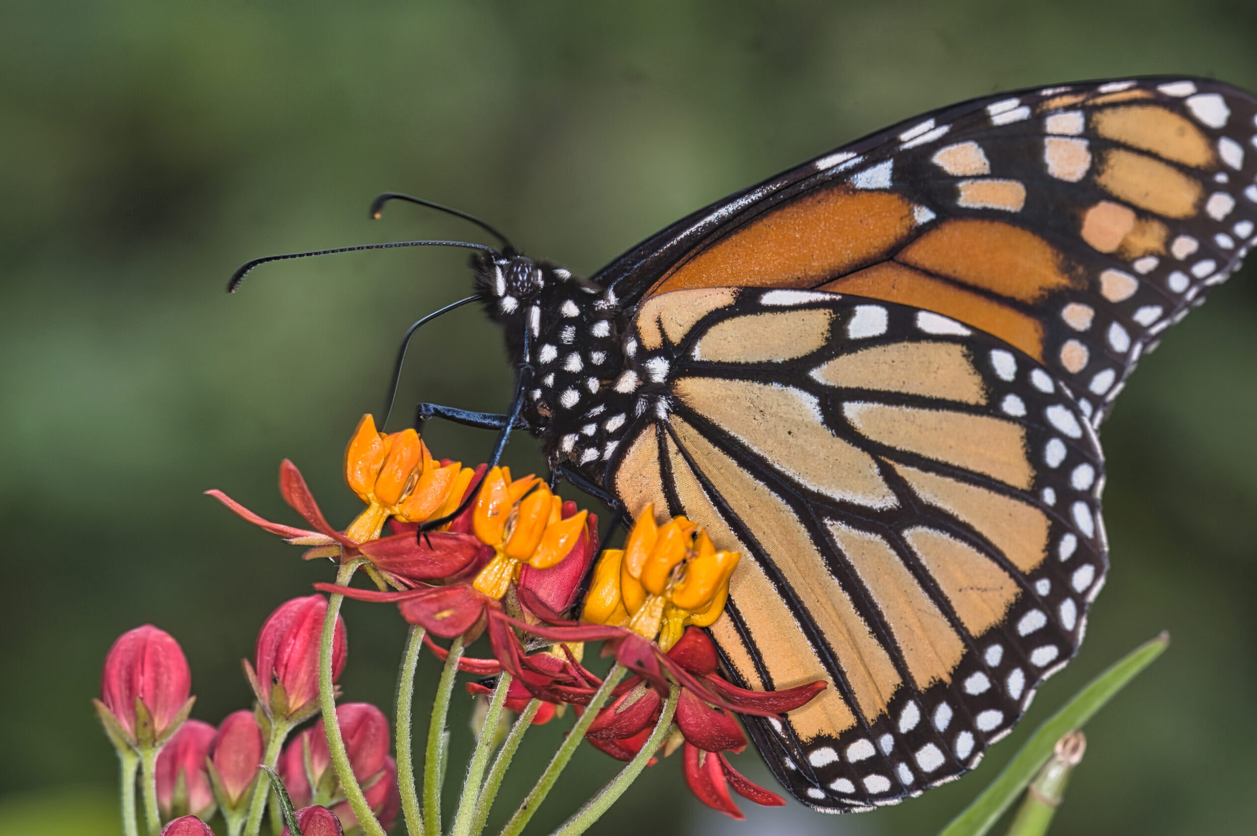 Milkweed Flower (all time)