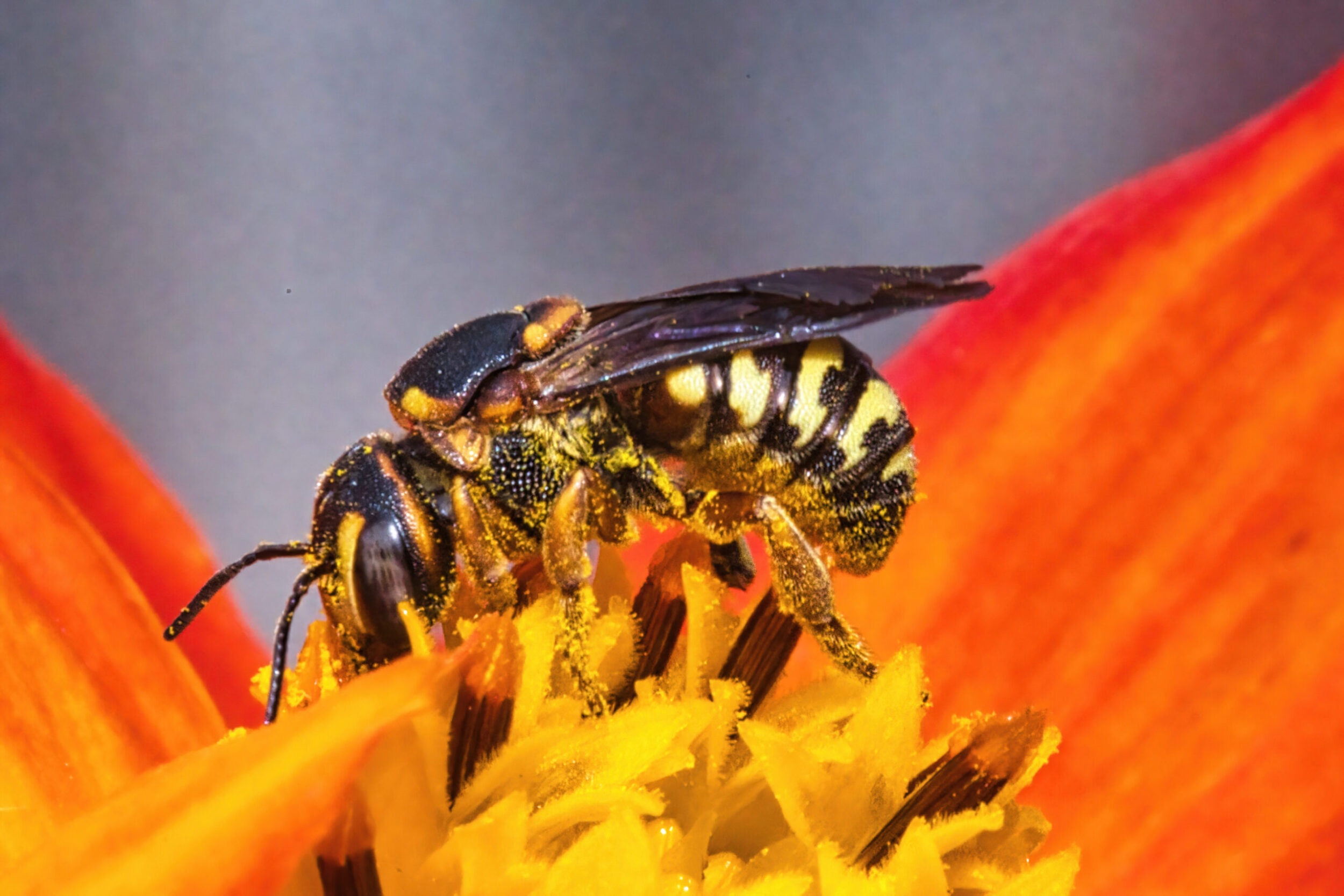 Pebble Bees (all time)