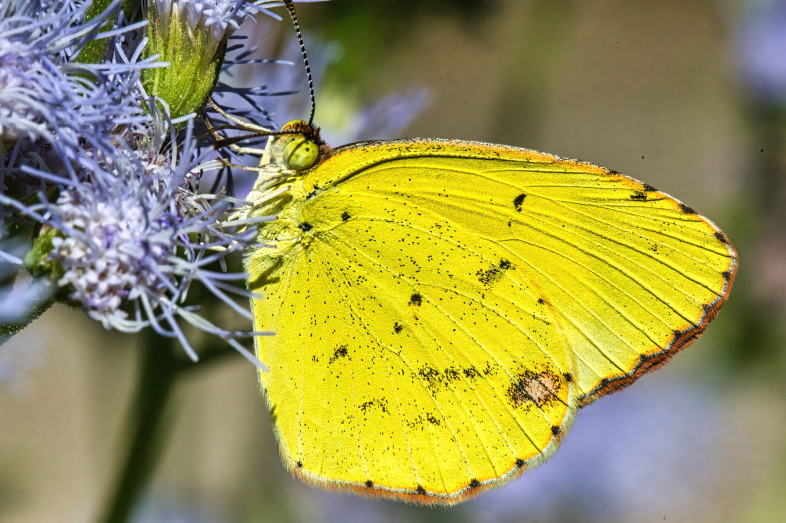 Yellow and Sulphur Butterflies