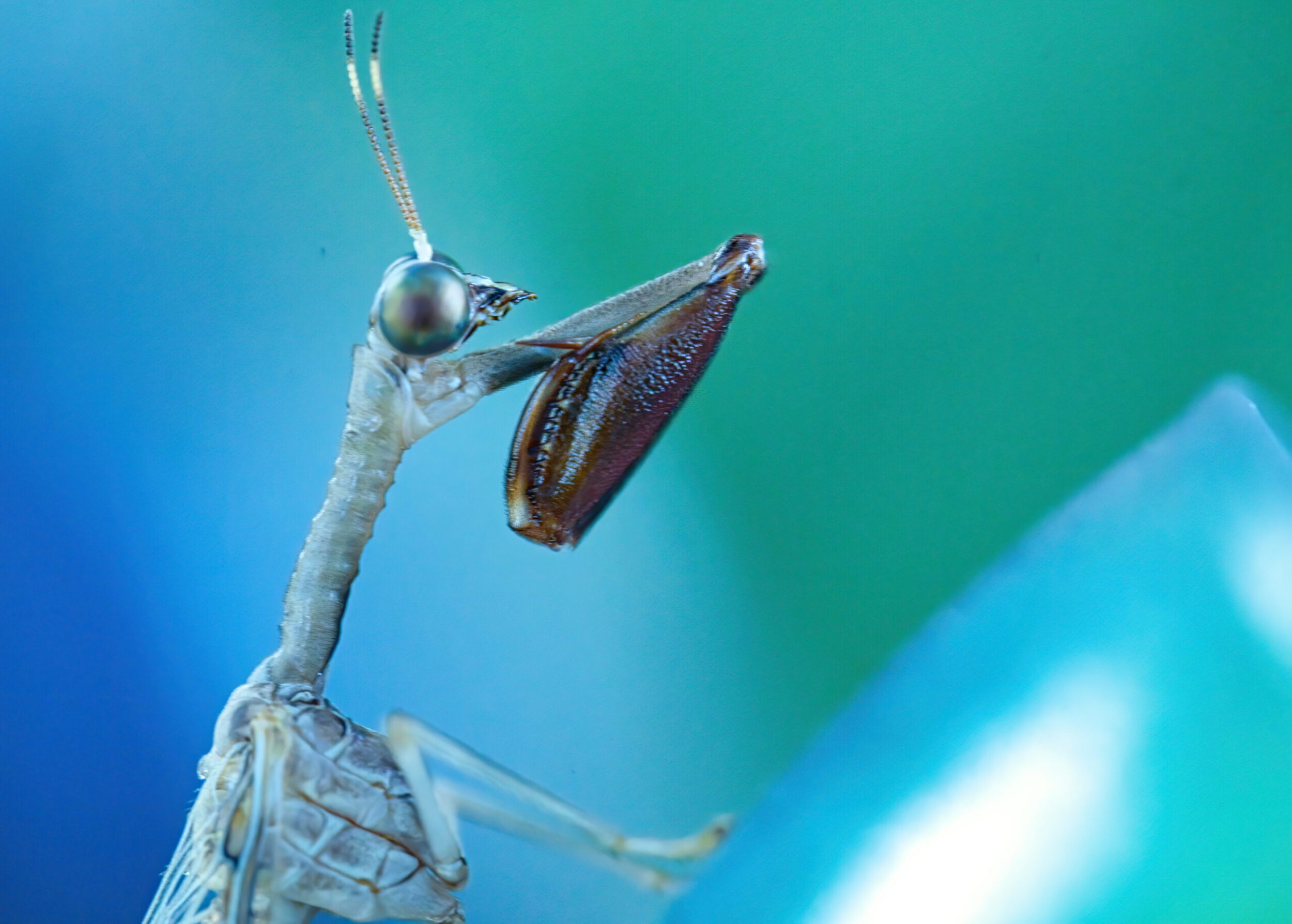 Other Flies (all time)