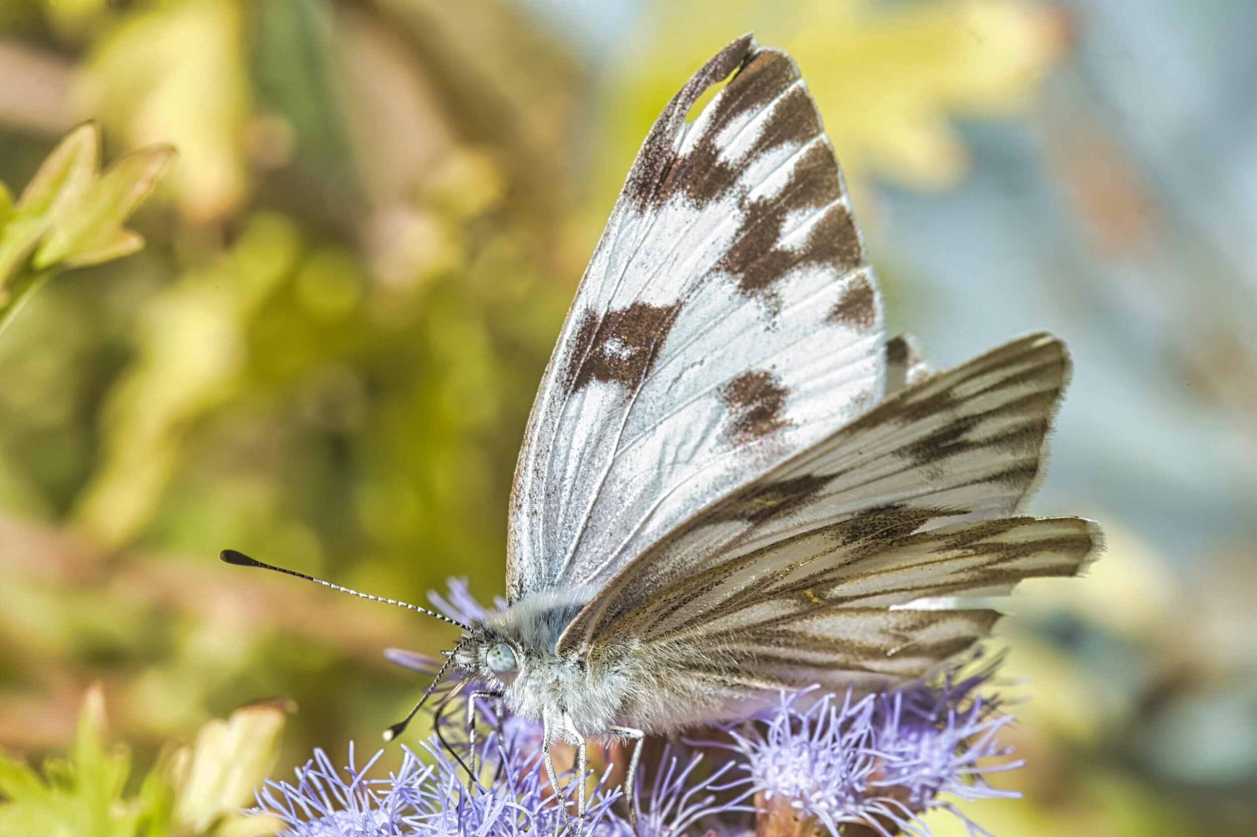 White Butterflies (all time)