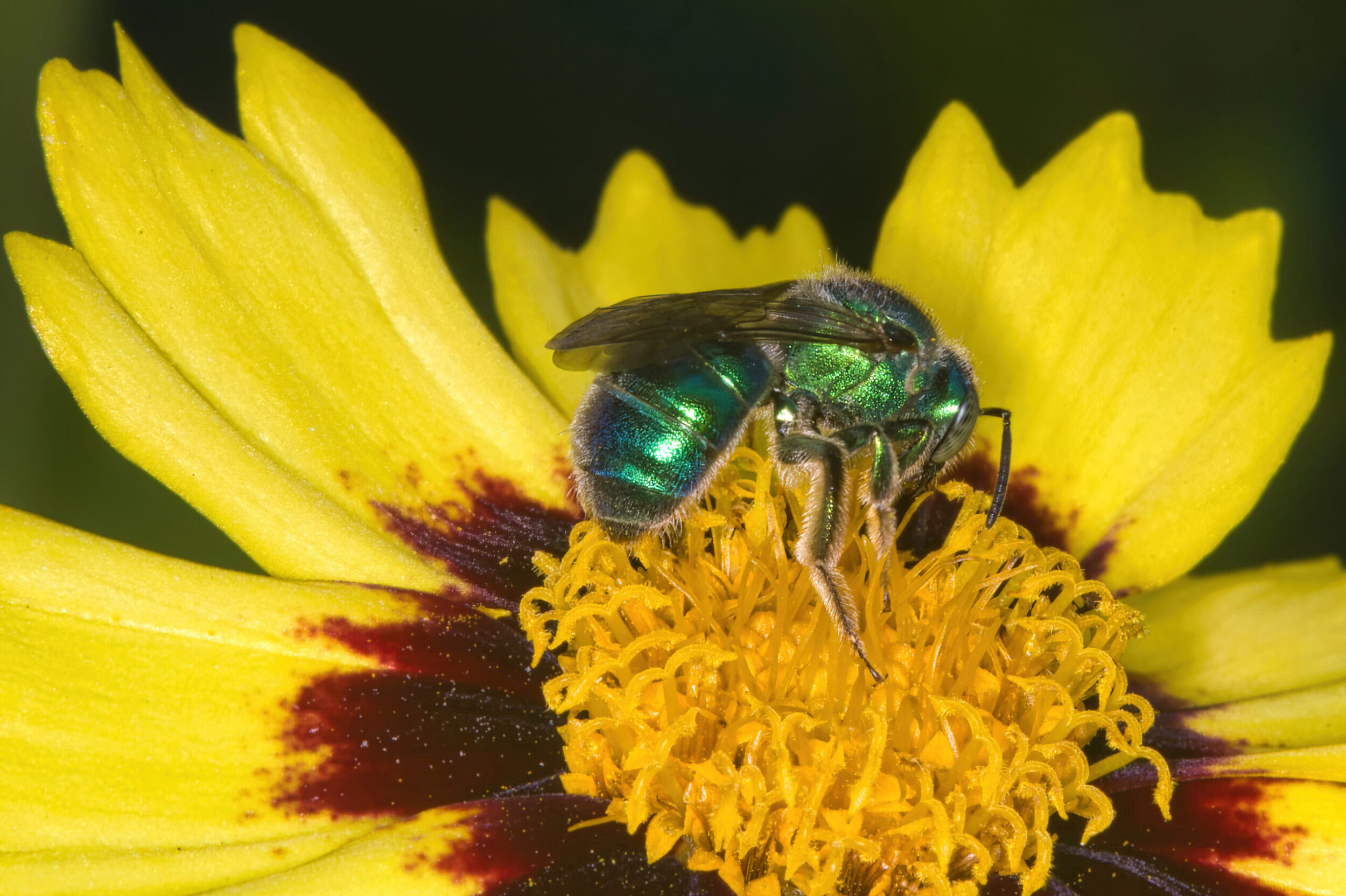 Metallic Bees (all time)