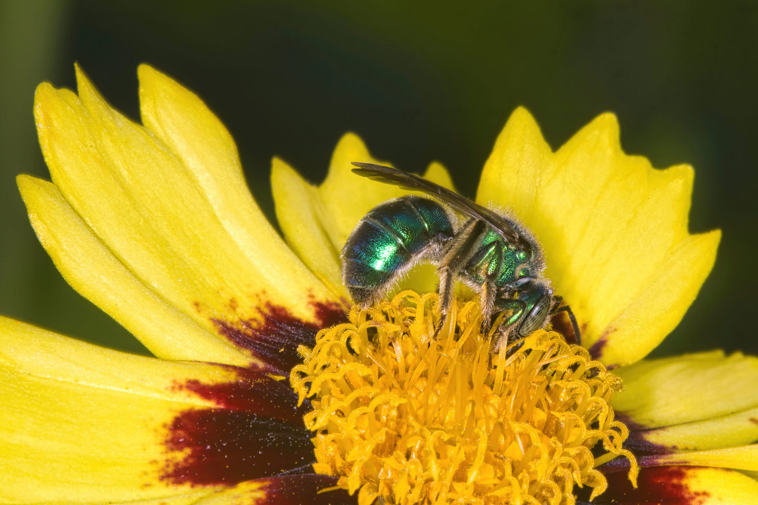 Goldenmane Tickseed Flower (all time)