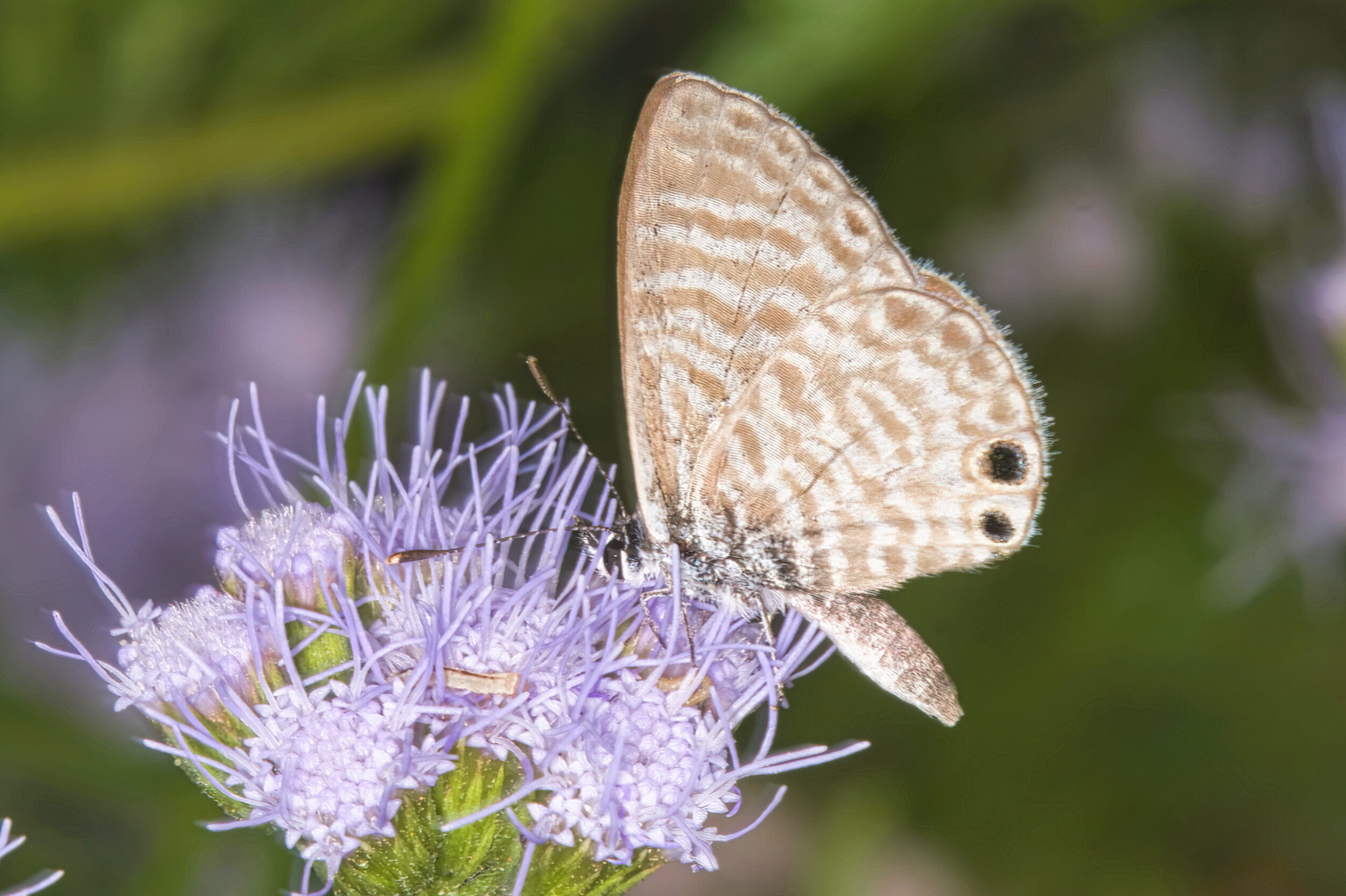 Blue Butterflies (all time)