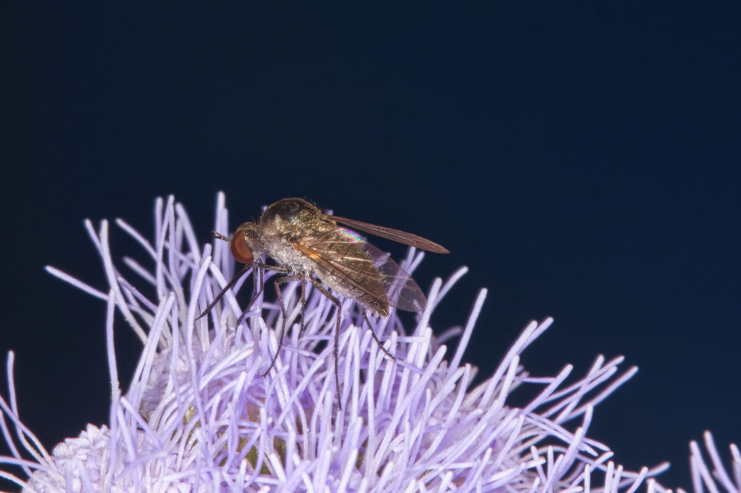 Flower Flies (all time)