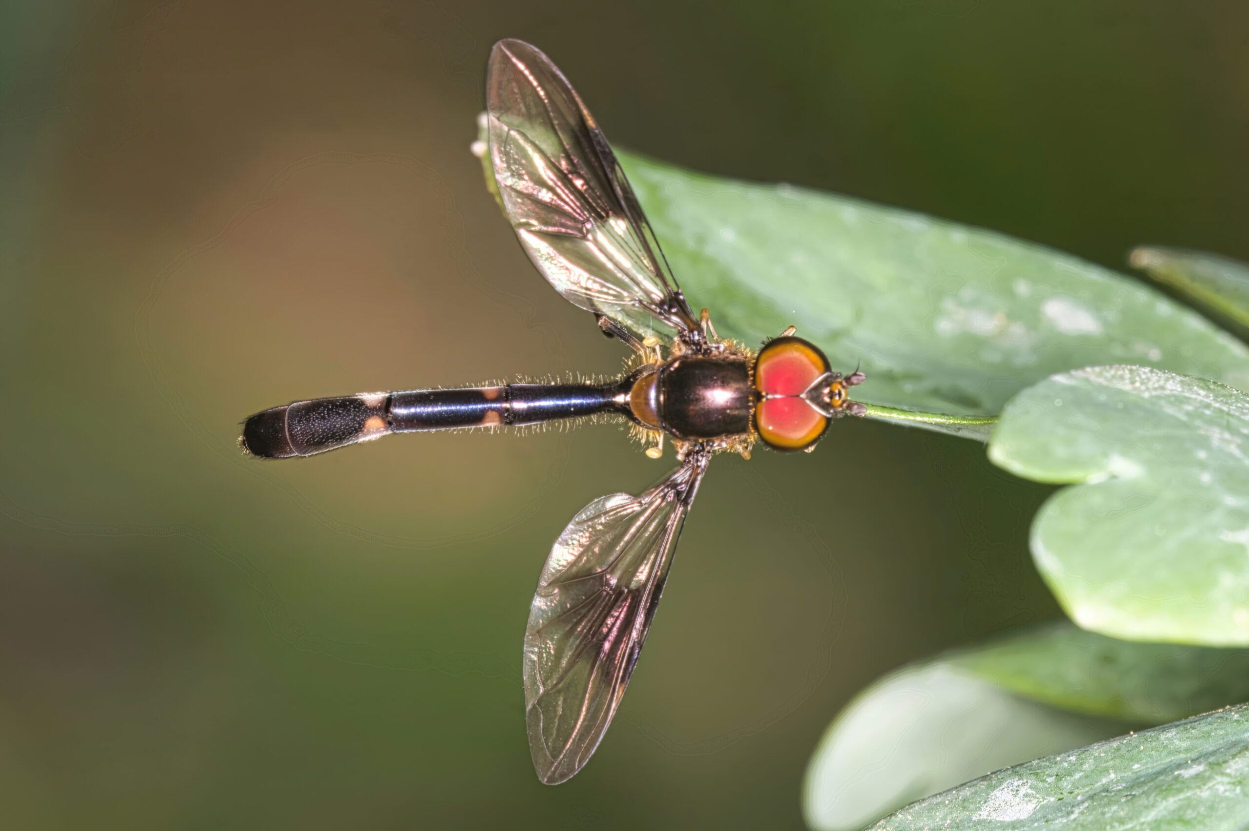 Hover Flies (all time)