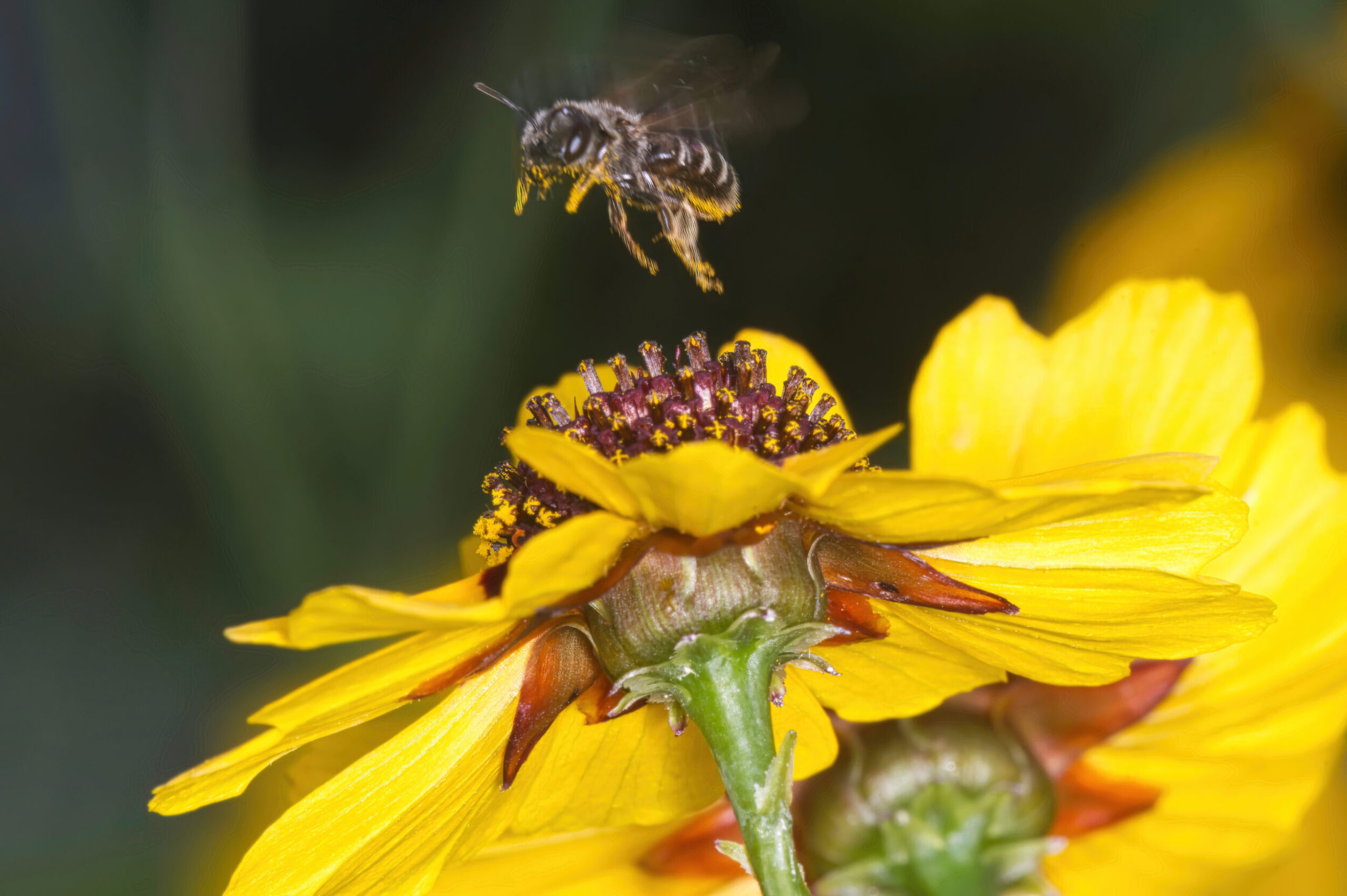 Furrow Bees (all time)