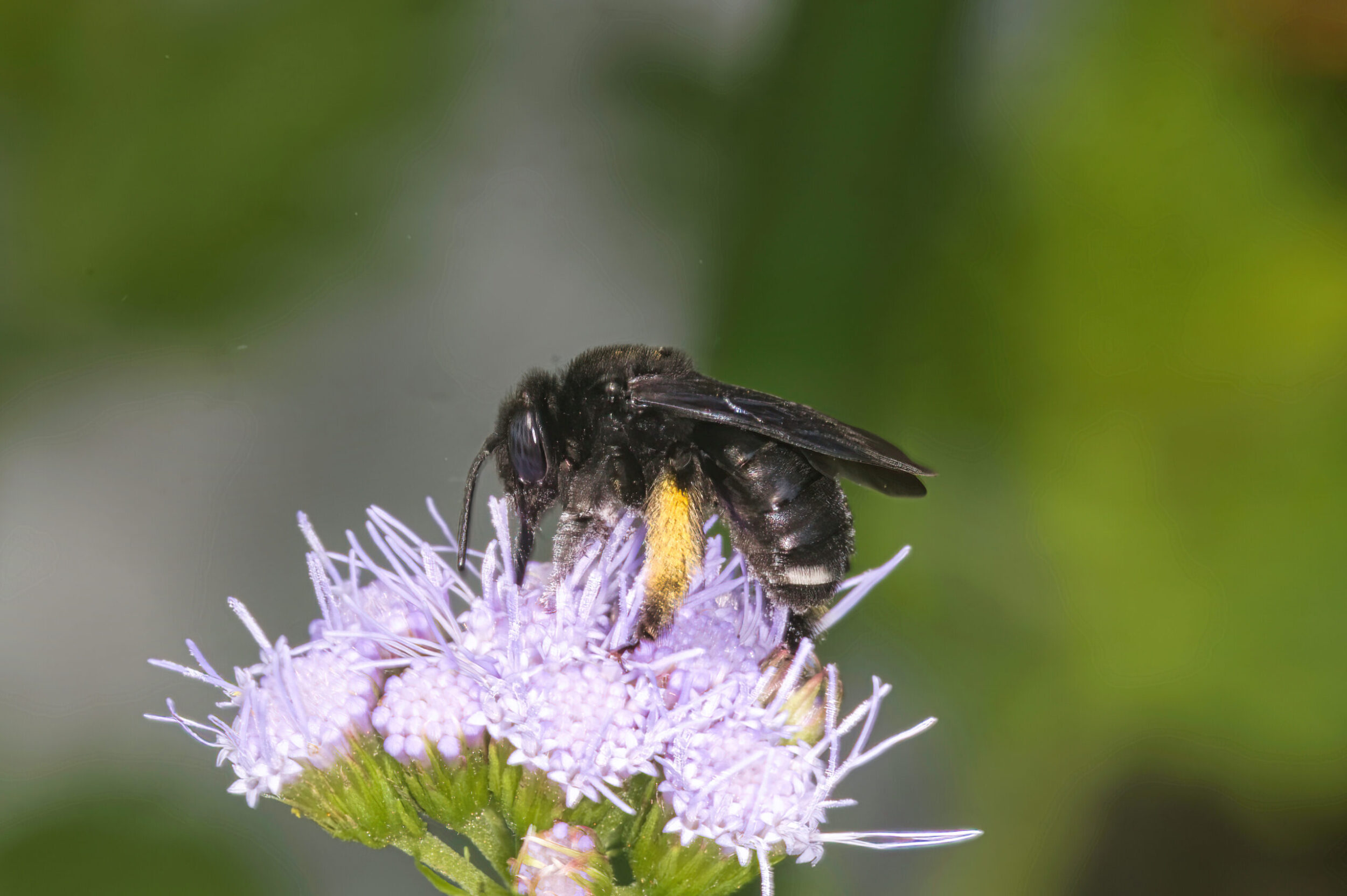 Mist Flower (all time)