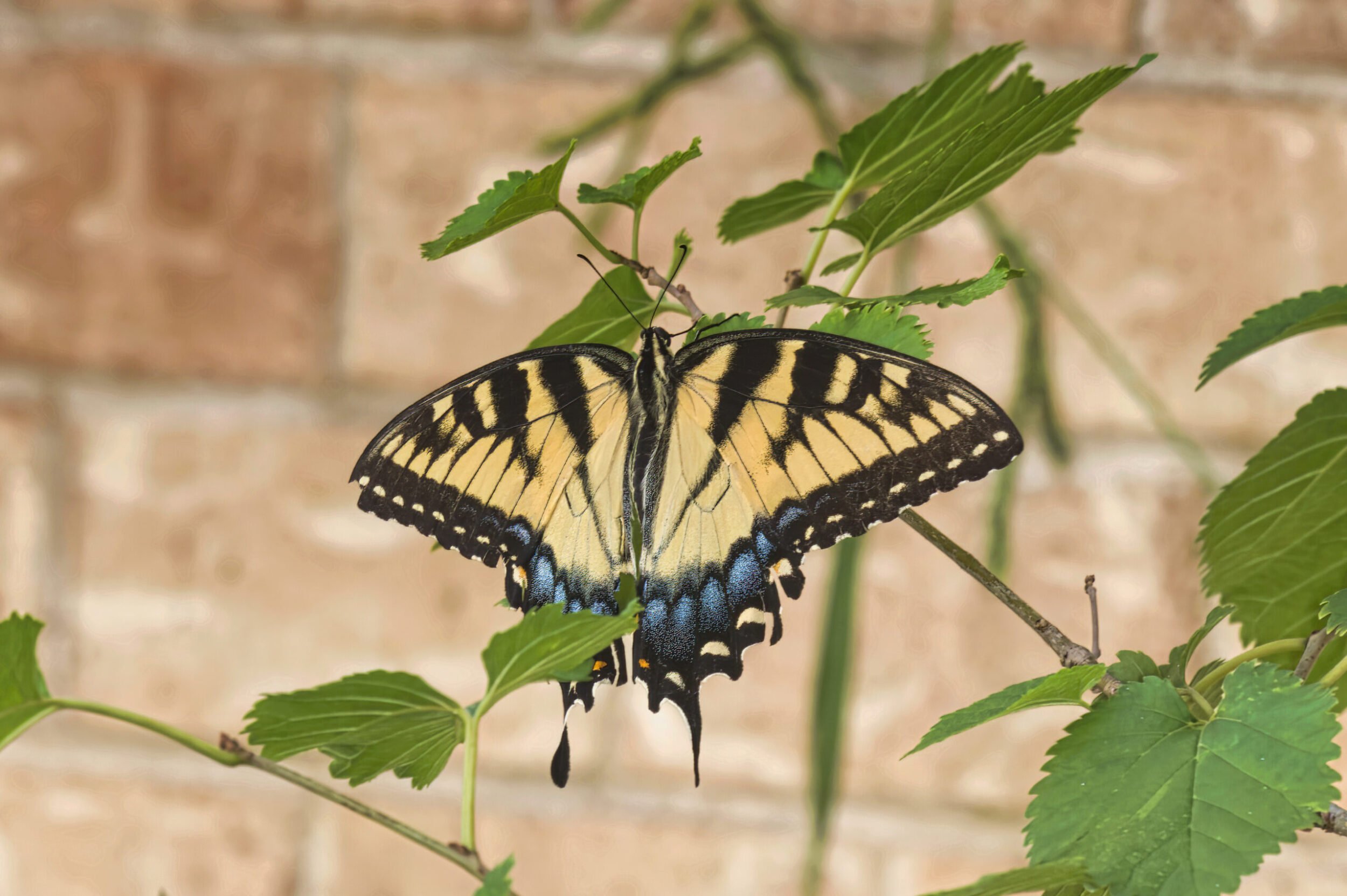 Swallowtail Butterflies (all time)