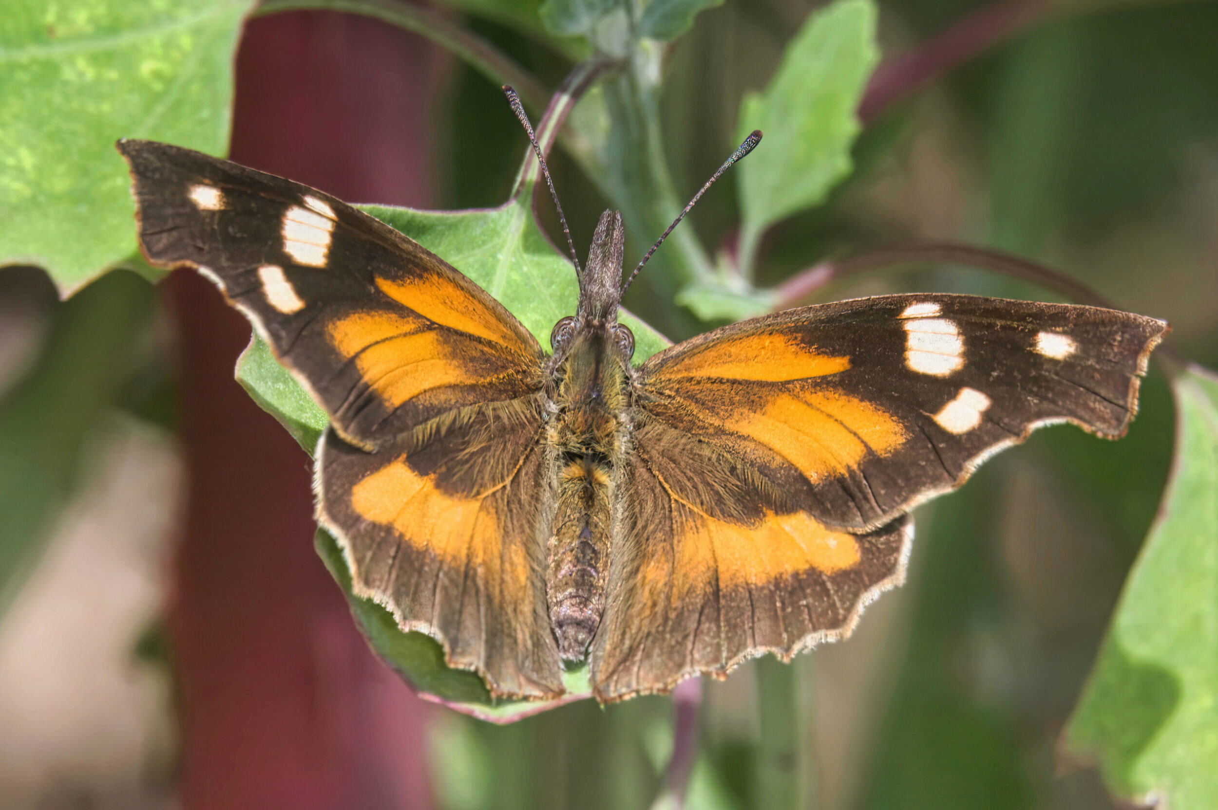 Snout Butterflies (all time)