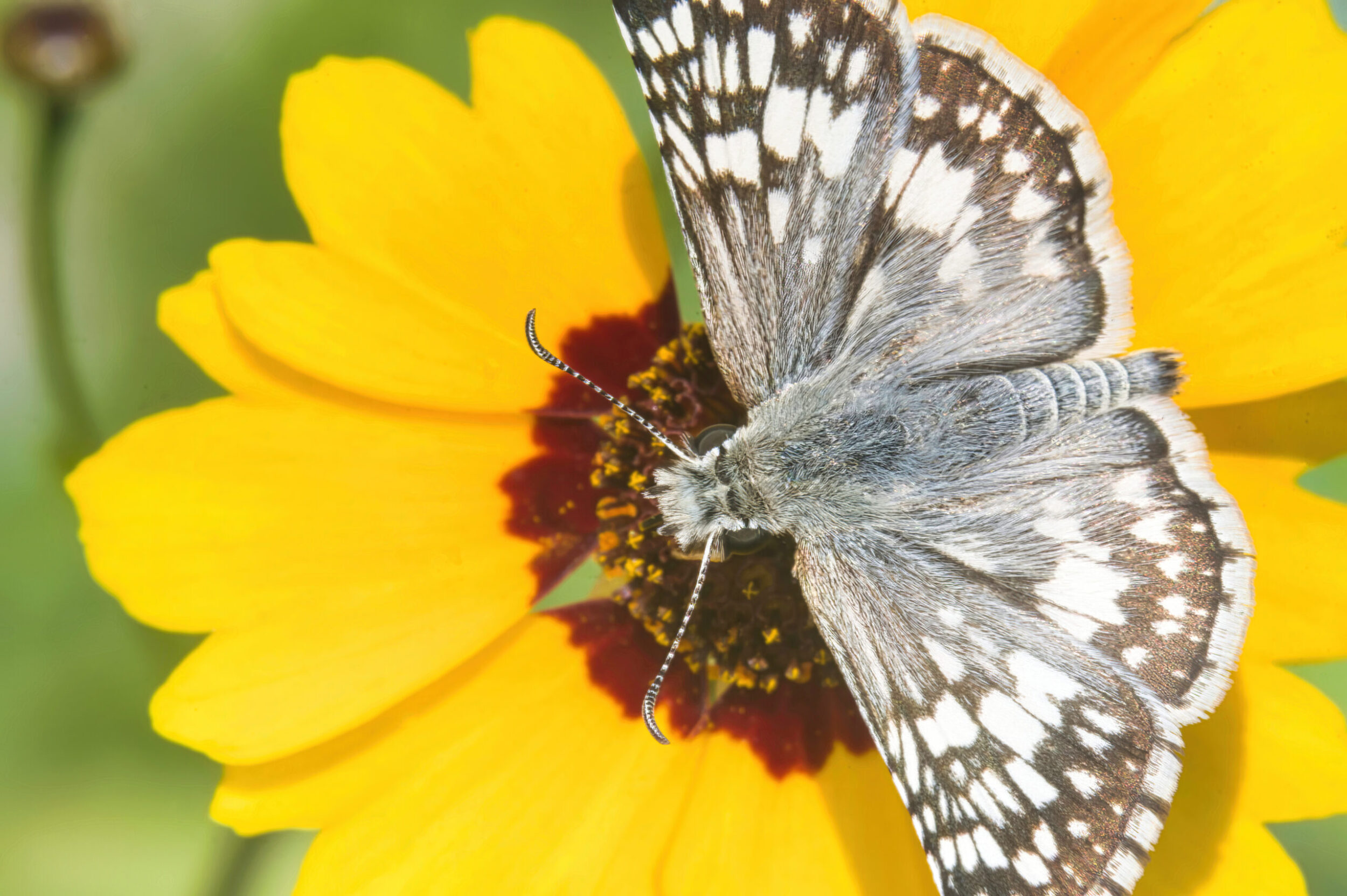 Coreopsis Flower (all time)