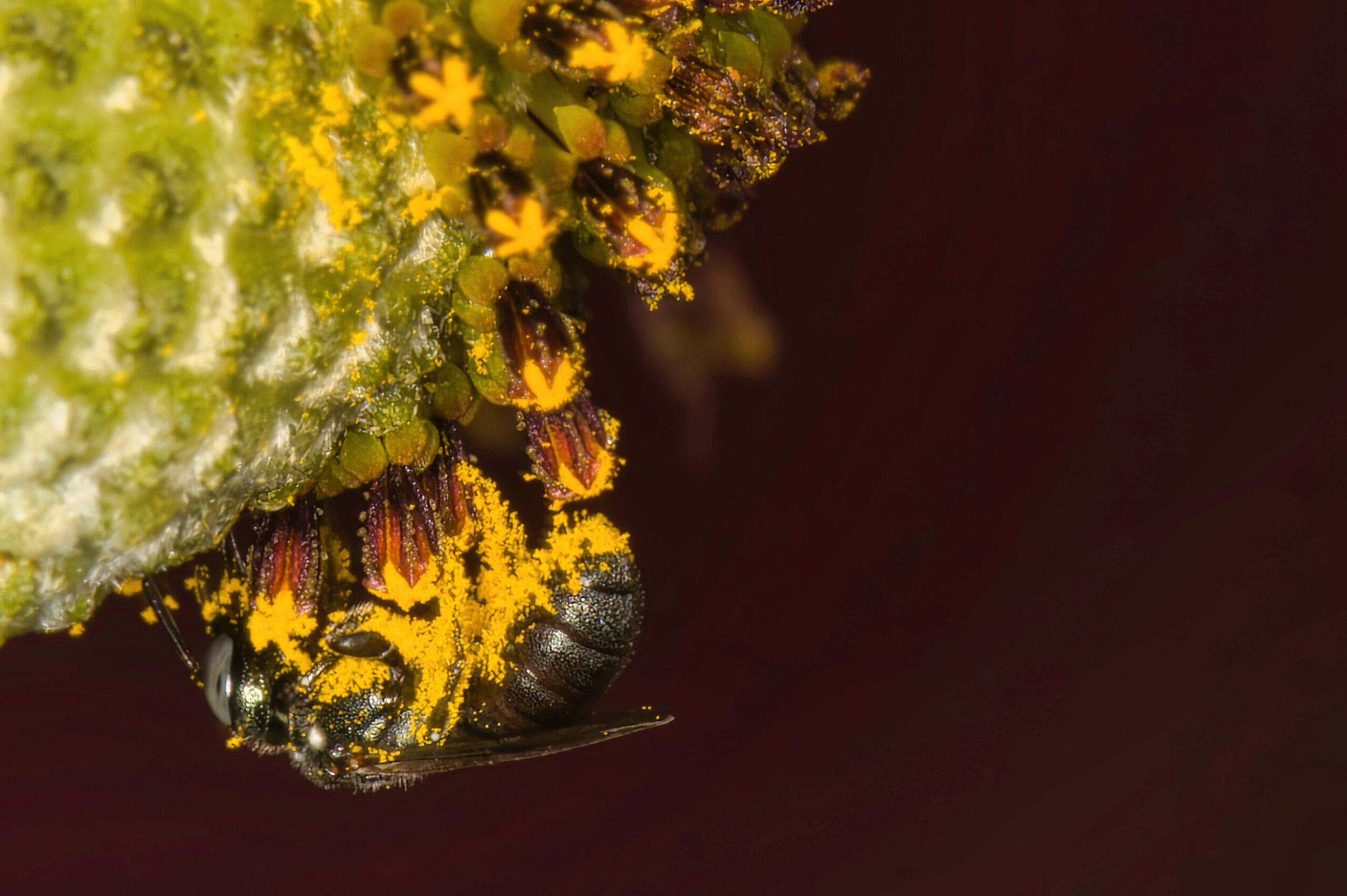 Small Carpenter Bees (all time)