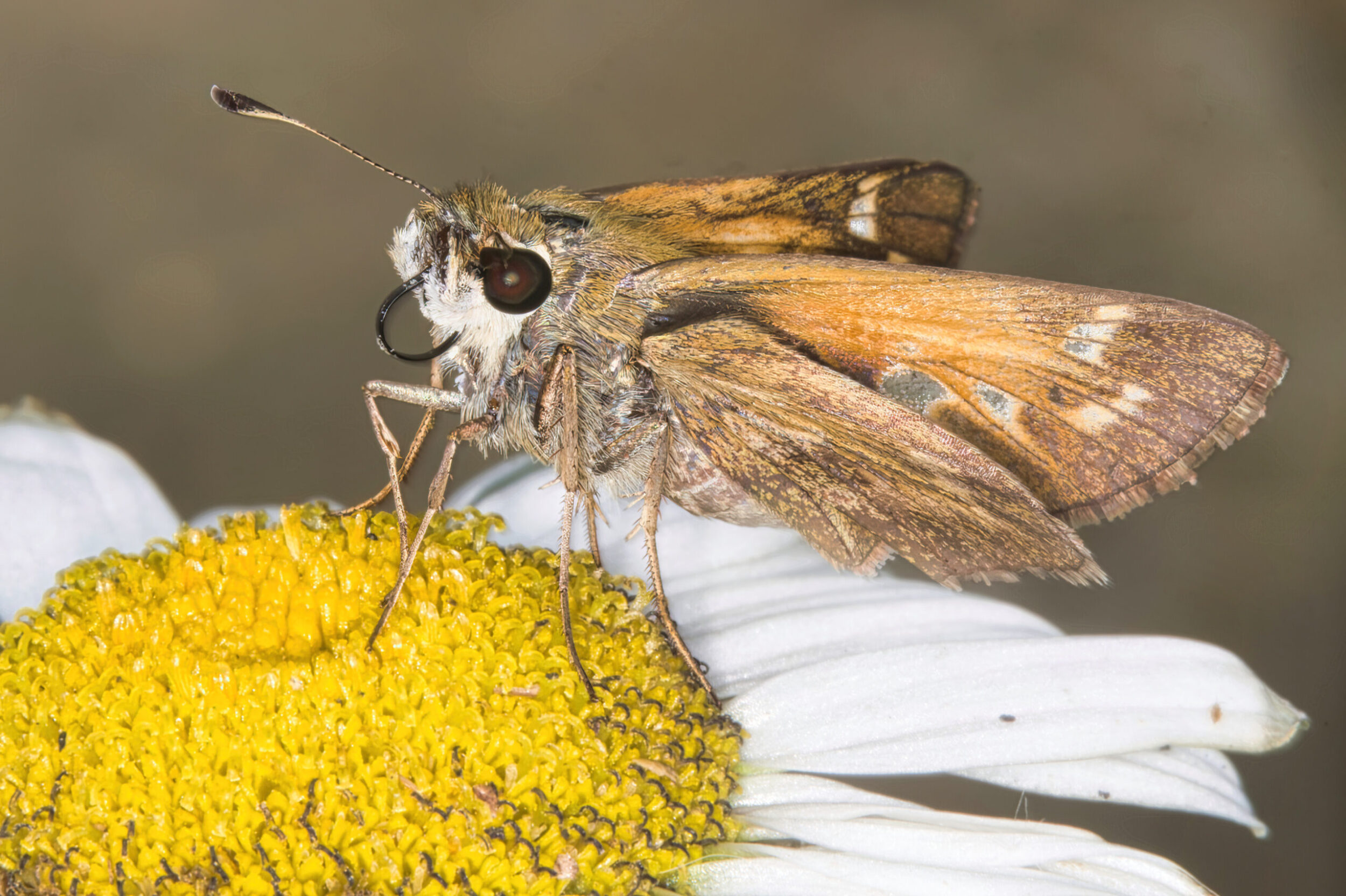 Shasta Daisy Flower (all time)