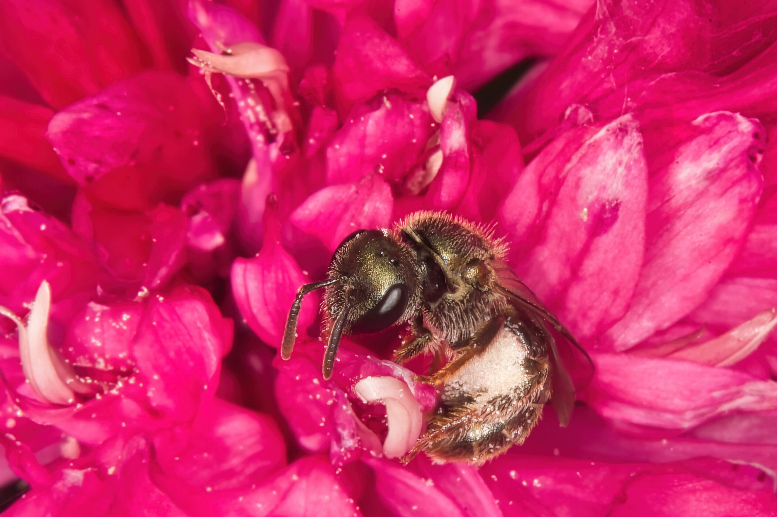 Sweat Bees (all time)