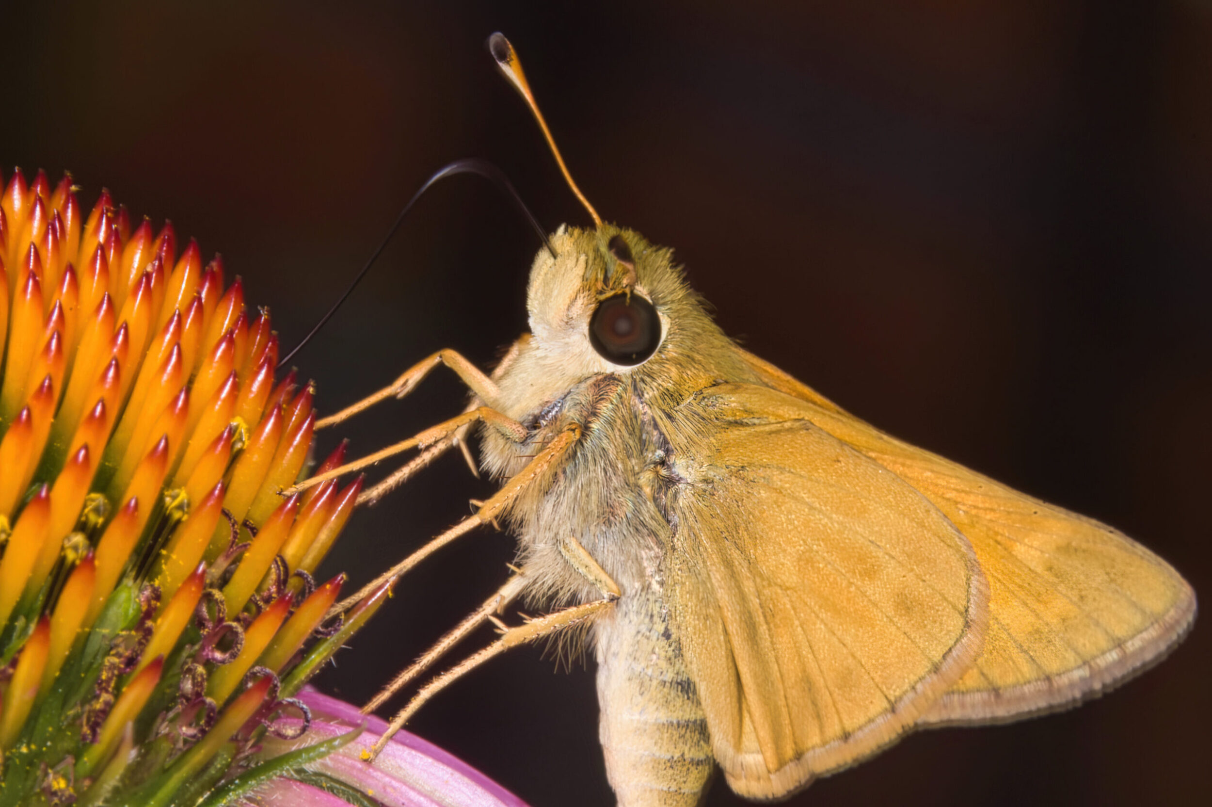 Cone Flower (all time)
