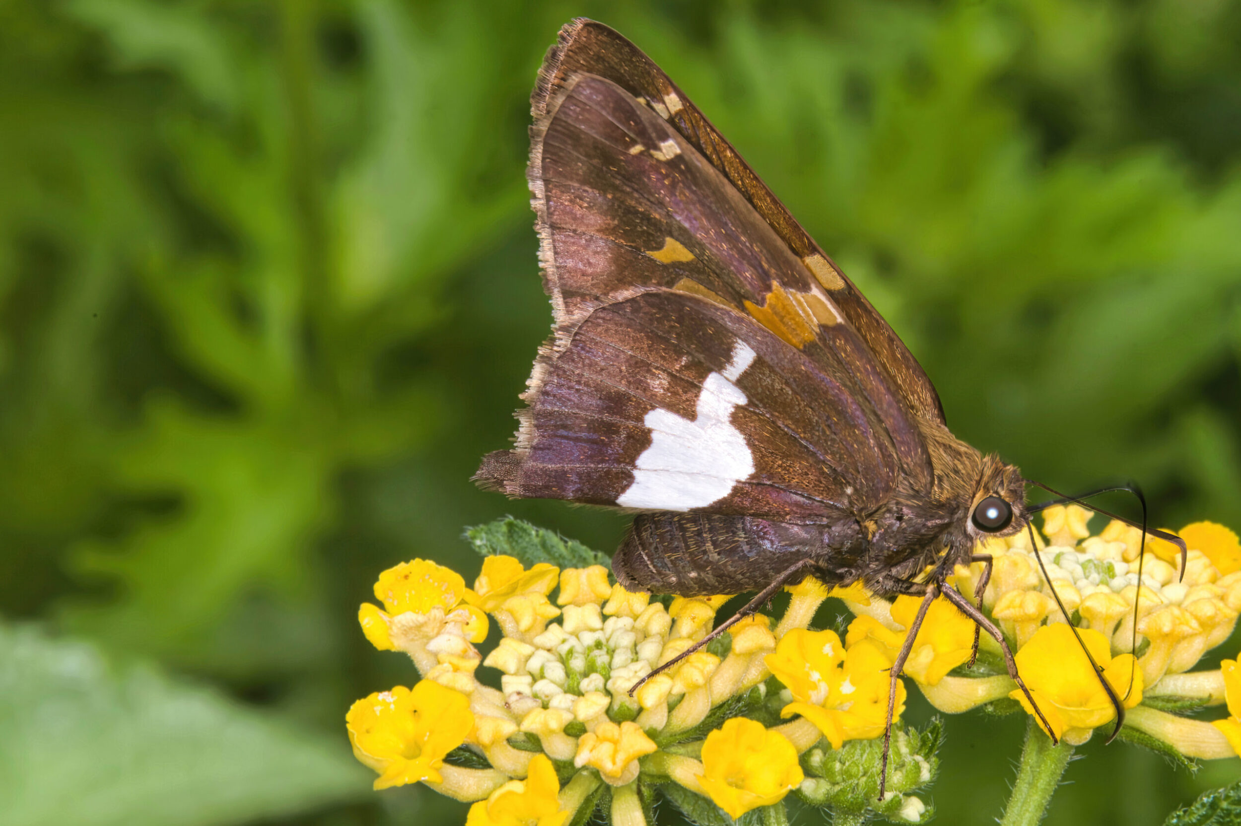 Skipper Butterflies (all time)